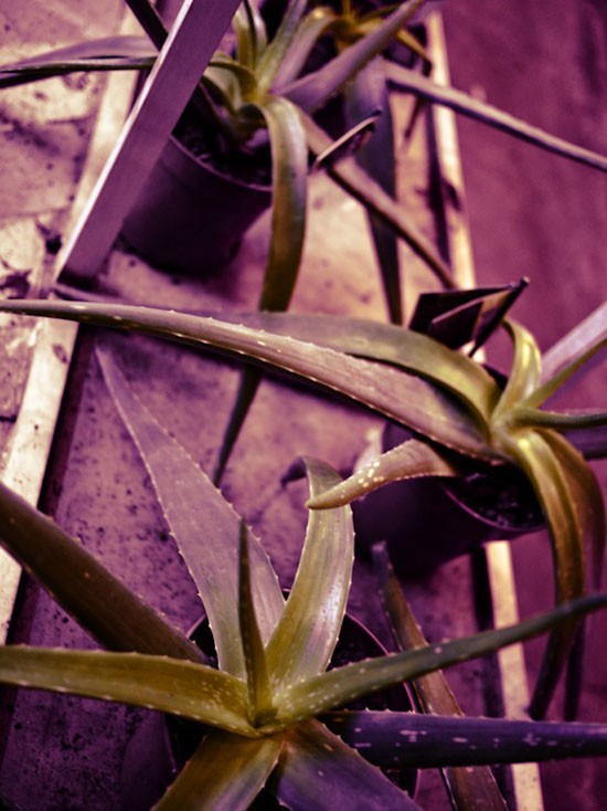 10-Ribboned Agave