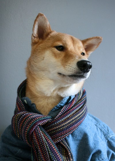 Menswear Dog